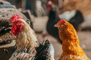 A Embrapa Suínos e Aves, em Santa Catarina, continua a avançar no desenvolvimento de um protótipo de biofármaco para controlar salmonelas avícolas | Foto: Reprodução/Pexels