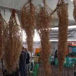 O evento reúne produtores de várias partes do país para participar da festa da cidade | Foto: Divulgação/Pé de Soja Solteiro