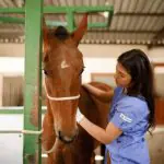 O zootecnista atua com medidas técnicas na prevenção de doenças dos bichos | Foto: Reprodução/Simples.Vet