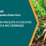 a força do agro 212 02052024 - mandioca