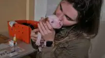 Voluntária do abrigo de animais resgatados com um filhote de cachorro