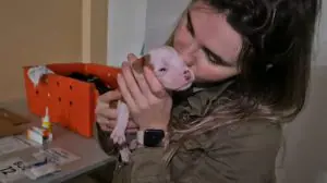 Voluntária do abrigo de animais resgatados com um filhote de cachorro