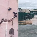 Cavalos foram resgatados após quatro dias na enchente | Foto: Reprodução/Hinos da Vaquejada/Instagram