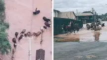 Cavalos foram resgatados após quatro dias na enchente | Foto: Reprodução/Hinos da Vaquejada/Instagram