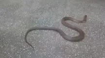 Filhote de cobra naja estava em área restrita do Instituto | Foto: Reprodução/TV Globo