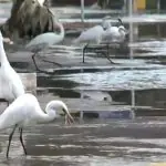 Garças comem peixes mortos em meio à alagamento em Porto Alegre