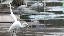 Garças comem peixes mortos em meio à alagamento em Porto Alegre
