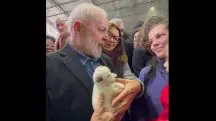 lula