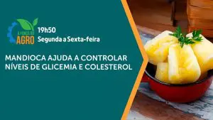 mandioca - a força do agro 213