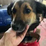 Um dos animais disponíveis para adoção em Canoas (RS) | Foto: Reprodução/Instagram/@anapvasconcelos