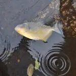 Moradores postam vídeos de piranhas nadando nas ruas de Porto Alegre