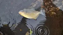 Moradores postam vídeos de piranhas nadando nas ruas de Porto Alegre