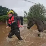 rafael saraiva salvamento cavalos