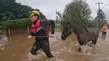 rafael saraiva salvamento cavalos