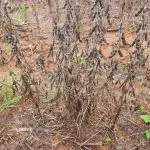 Plantação de soja destruída pelo excesso de chuvas no RS