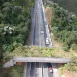 rodovia tamoios são paulo - passagem é para evitar atropelamento de animais