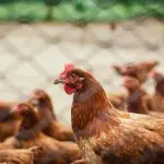 É a primeira vez que o Brasil exporta genética. Essa parceria começou em 2022, e o tipo de aves exportada é resultado de anos de pesquisa | Foto: Reprodução/Pexels