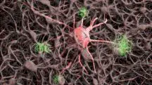 Alzheimer atinge as células nervosas do cérebro