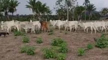 A escassez de alimento para o gado é atribuída à infestação de lagartas e ervas daninhas | Foto: Reprodução/TV Globo