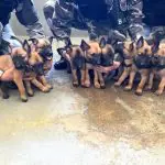 São cinco machos e quatro fêmeas | Foto: Divulgação/PMPA