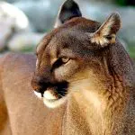 A onça-parda é o segundo maior felino do Brasil | Foto: Reprodução/Sabolaslo/pixabay.com