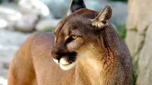 A onça-parda é o segundo maior felino do Brasil | Foto: Reprodução/Sabolaslo/pixabay.com