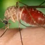 Mosquito Culicoides, que transmite a febre do Oropouche
