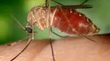 Mosquito Culicoides, que transmite a febre do Oropouche