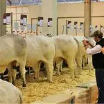 A escolha de Presidente Prudente como sede deve-se ao fato de a região possuir o maior rebanho de bovinos do Estado de São Paulo, com aproximadamente 1,6 milhão de animais | Foto: Divulgação/Secretaria de Agricultura e Abastecimento de São Paulo