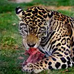Onça se alimentando de carne | Foto: Wikimedia Commons