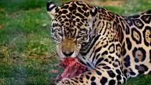 Onça se alimentando de carne | Foto: Wikimedia Commons