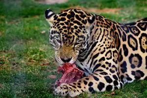 Onça se alimentando de carne | Foto: Wikimedia Commons
