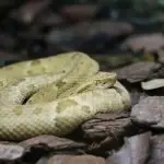 Jararaca ilhoa, espécie que domina a Ilha das Cobras, é amarela e está em cima de folhas marrons