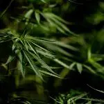 O Estado do Oregon, nos Estados Unidos, descriminalizou o uso da maconha em 2020