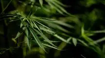 O Estado do Oregon, nos Estados Unidos, descriminalizou o uso da maconha em 2020