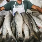 A Região Sul responde por 30% da produção nacional de peixe de cultivo, seguida pelo Nordeste, pelo Sudeste e pelo Centro-Oeste | Foto: Guilherme Santos/Sul21 | Imagem ilustrativa
