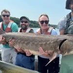 Peixe gigante EUA