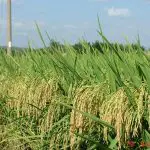 Vários pés de arroz, em uma plantação do grão