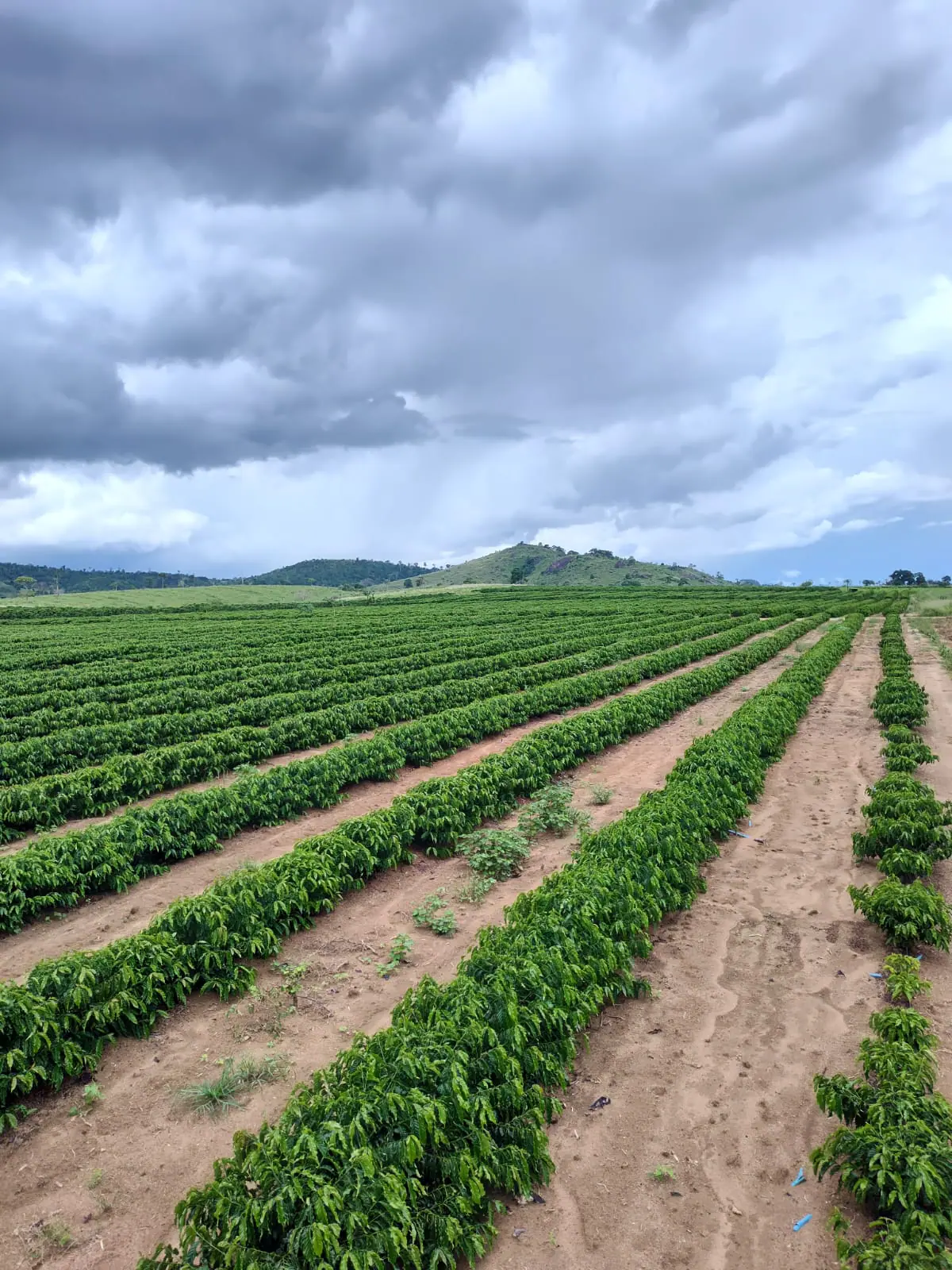 A Fazenda Florestas e Texas, em São Mateus (ES) | Foto: Reprodução/Acervo pessoal