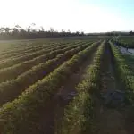 A Fazenda Florestas e Texas, em São Mateus (ES) | Foto: Reprodução/Acervo pessoal