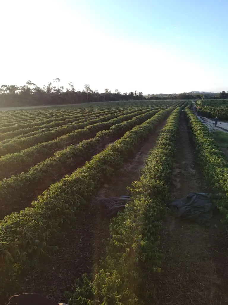 A Fazenda Florestas e Texas, em São Mateus (ES) | Foto: Reprodução/Acervo pessoal