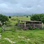 A Fazenda Florestas e Texas, em São Mateus (ES) | Foto: Reprodução/Acervo pessoal