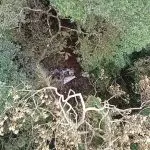 Os destroços da aeronave estavam uma área de mata de difícil acesso, entre Garuva e Itapoá, no norte de SC | Foto: Divulgação/Águia/Polícia Militar