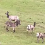 O burro Diesel foi encontrado pelo atleta Max Fennell em março deste ano | Foto: Reprodução/Redes sociais