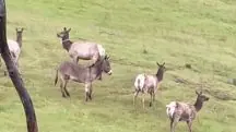O burro Diesel foi encontrado pelo atleta Max Fennell em março deste ano | Foto: Reprodução/Redes sociais