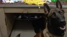 Cão farejador da PM encontra esconderijo de drogas
