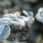 Exemplo de neve sobre plantação