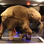 Os estudos começaram em 2021, quando cientistas anunciaram um projeto para reviver o mamute-lanudo, uma das espécies extintas há cerca de 4 mil anos