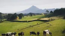 gado em pasto de montana