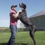 Kevin, o novo cachorro mais alto do mundo interage com o seu tutor, nos EUA | Foto: Reprodução/YouTube/@guinnessworldrecords